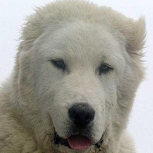 Meet your Posher, Aleksandar